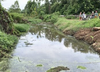 Bà Rịa – Vũng Tàu: Nhiều hộ dân kêu cứu vì trại nuôi heo xả thải