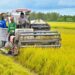 Nghịch lý muốn thừa kế đất nông nghiệp phải có giấy xác nhận là… ‘nông dân’