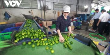 Doanh nghiệp được mùa xuất khẩu phân khúc hàng bình dân