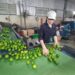 Doanh nghiệp được mùa xuất khẩu phân khúc hàng bình dân