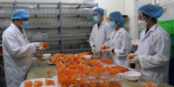 CỰU CHIẾN BINH KHƯƠNG VĂN THUẤN: THÀNH CÔNG NHỜ ỨNG DỤNG KHOA HỌC TRỒNG ĐÔNG TRÙNG HẠ THẢO