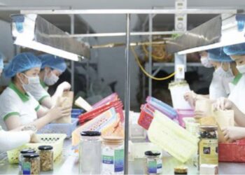 Hợp tác xã Sâm và dược liệu Ngọc Linh (Tu Mơ Rông): Sứ mệnh kết nối và phát triển tinh hoa di sản dược liệu quý trên đỉnh Ngọc Linh