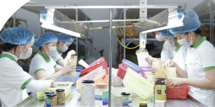 Hợp tác xã Sâm và dược liệu Ngọc Linh (Tu Mơ Rông): Sứ mệnh kết nối và phát triển tinh hoa di sản dược liệu quý trên đỉnh Ngọc Linh