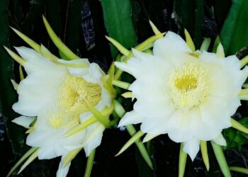 Bài toán thị trường thanh long –  Các nông hộ, doanh nghiệp nông nghiệp cần nâng tầm tư duy sản xuất