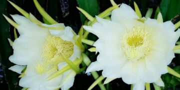 Bài toán thị trường thanh long –  Các nông hộ, doanh nghiệp nông nghiệp cần nâng tầm tư duy sản xuất