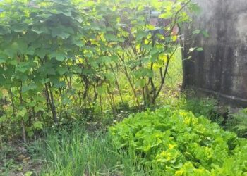 VKSND Tối cao giải đáp vướng mắc về thực hiện Luật Đất đai