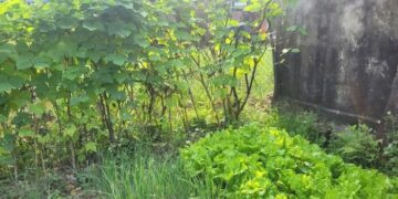 VKSND Tối cao giải đáp vướng mắc về thực hiện Luật Đất đai