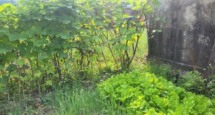 VKSND Tối cao giải đáp vướng mắc về thực hiện Luật Đất đai