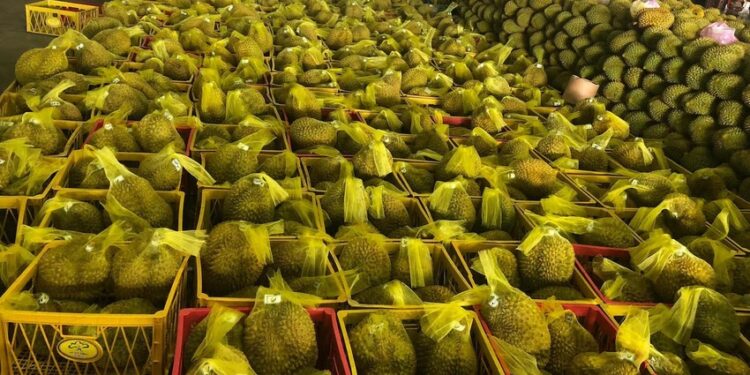 “Vua trái cây” nhiều lợi thế, thách thức xuất khẩu vào thị trường lớn trên thế giới