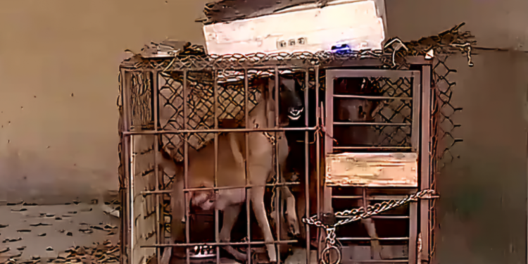 Ông Hồ Minh Sơn phân tích yếu tố pháp lý liên quan vụ bé gái 5 tuổi bị chó cắn chết