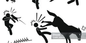 Án Tây-Luật Ta: Cụ bà tử vong thương tâm vì bị lợn nhà hàng xóm tấn công