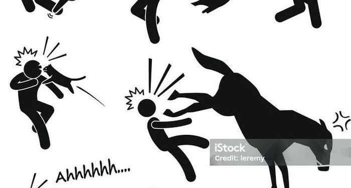 Án Tây-Luật Ta: Cụ bà tử vong thương tâm vì bị lợn nhà hàng xóm tấn công