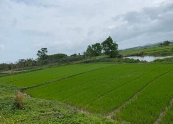 Thi hành án ‘bó tay’ vụ chia di sản thừa kế, tòa sau đó hủy án