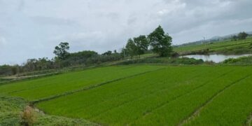 Thi hành án ‘bó tay’ vụ chia di sản thừa kế, tòa sau đó hủy án