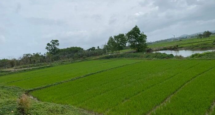 Thi hành án ‘bó tay’ vụ chia di sản thừa kế, tòa sau đó hủy án