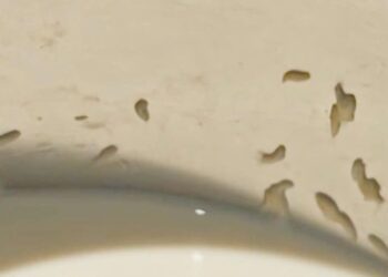 Khánh Hoà: Du khách phát hiện “sinh vật lạ” trong bình sữa tại Mövenpick Resort Cam Ranh 5 sao?