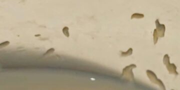 Khánh Hoà: Du khách phát hiện “sinh vật lạ” trong bình sữa tại Mövenpick Resort Cam Ranh 5 sao?