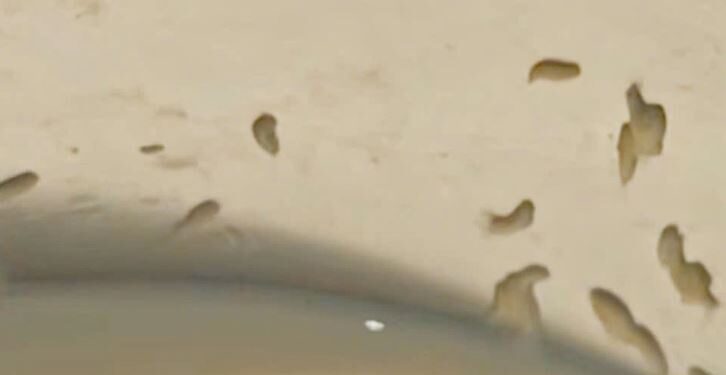 Khánh Hoà: Du khách phát hiện “sinh vật lạ” trong bình sữa tại Mövenpick Resort Cam Ranh 5 sao?