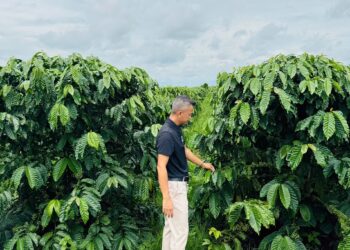 BM Group góp phần nâng tầm thương hiệu cà phê Việt trên đất đỏ Tây Nguyên