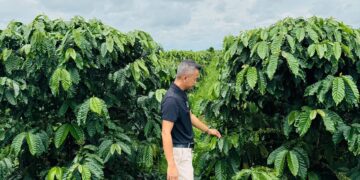 BM Group góp phần nâng tầm thương hiệu cà phê Việt trên đất đỏ Tây Nguyên