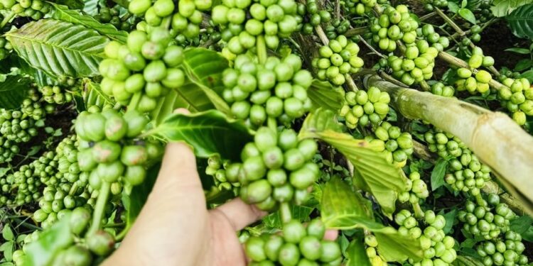 Nông nghiệp hữu cơ bền vững – Hướng đi thiết thực cho ngành cà phê Tây Nguyên