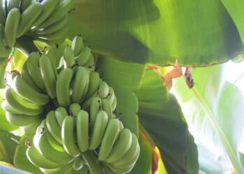 Ăn trộm chùm chuối trong vườn, người đàn ông 59 tuổi bị tuyên án tù