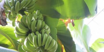 Ăn trộm chùm chuối trong vườn, người đàn ông 59 tuổi bị tuyên án tù